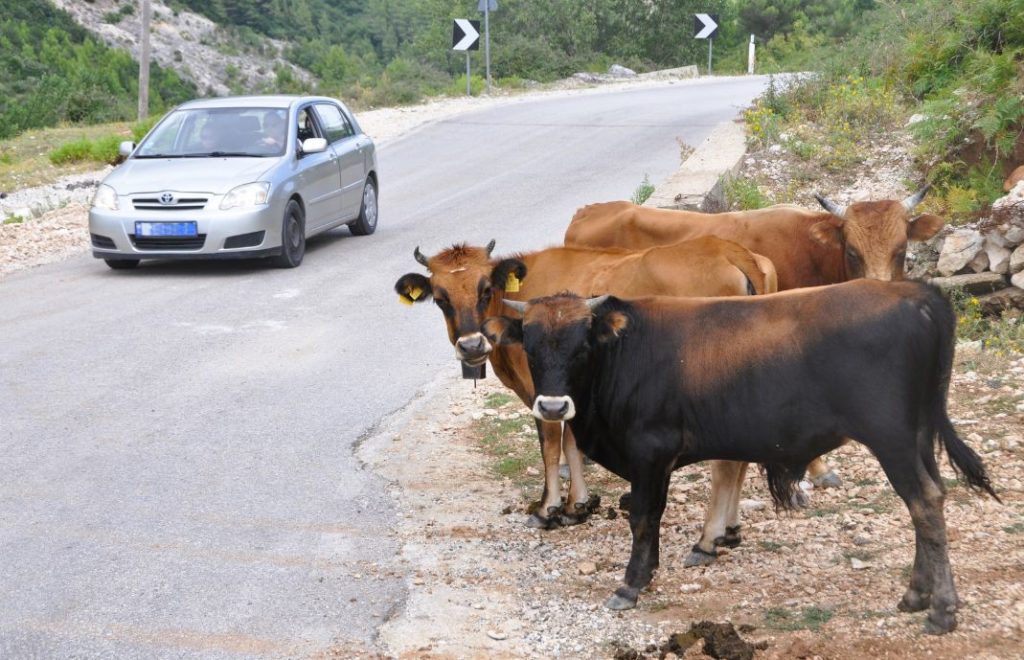 Selv kuene er observante i trafikken