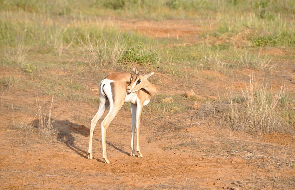 Fotsafari i Afrika