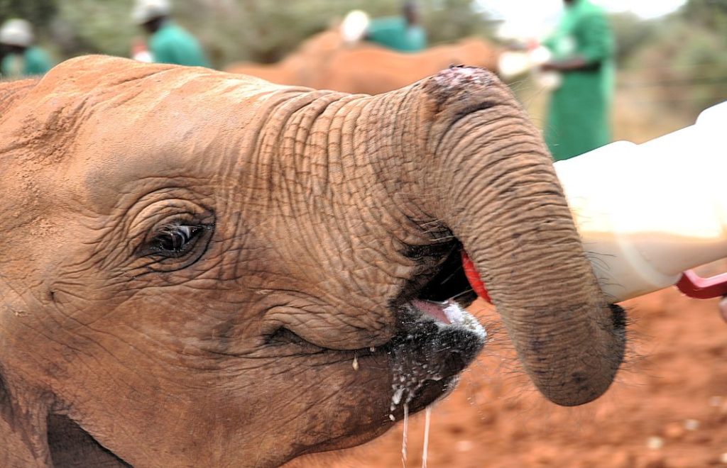 Elefant på Sheldrick Wildlife Trust