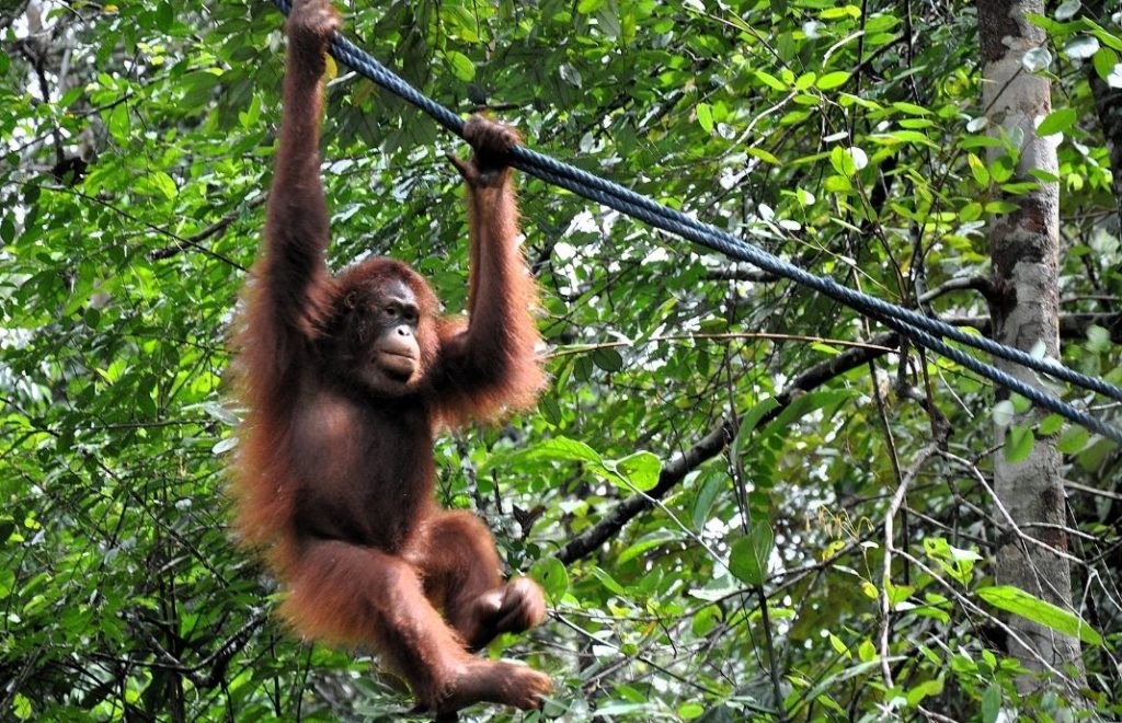 Sepilok Orangutan Rehabilitation Center