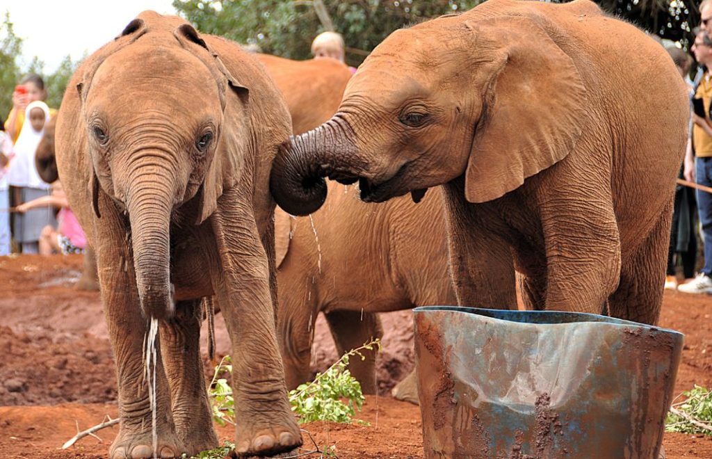 Sheldrick Wildlife Trust, også kjent som Elefantbarnehjemmet