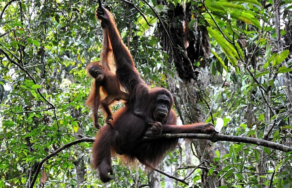 Mor og barn orangutanger på Borneo