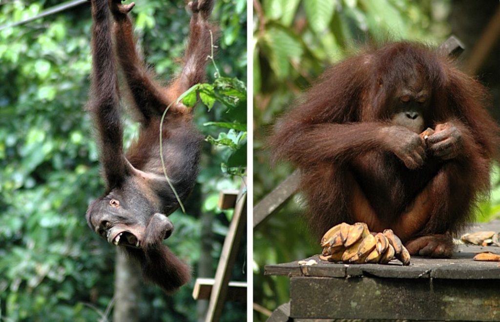 Møt orangutangene