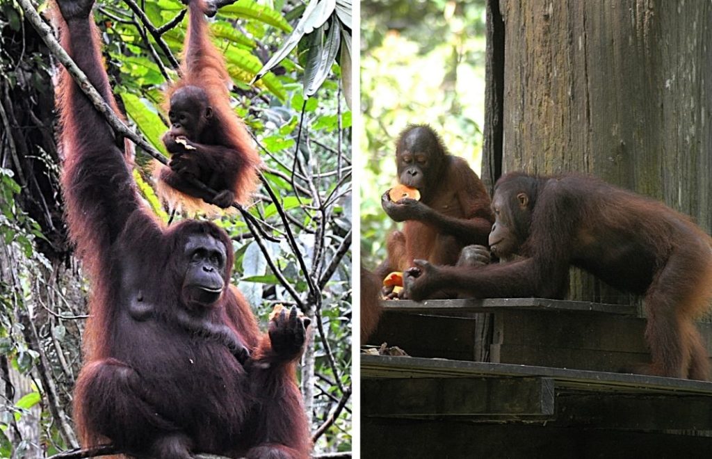 Orangutangene er sterkt utrydningstruet