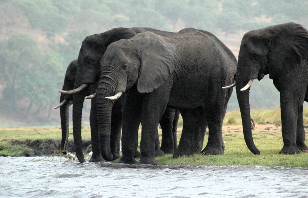 Dagen har så vidt begynt i Chobe nasjonalpark
