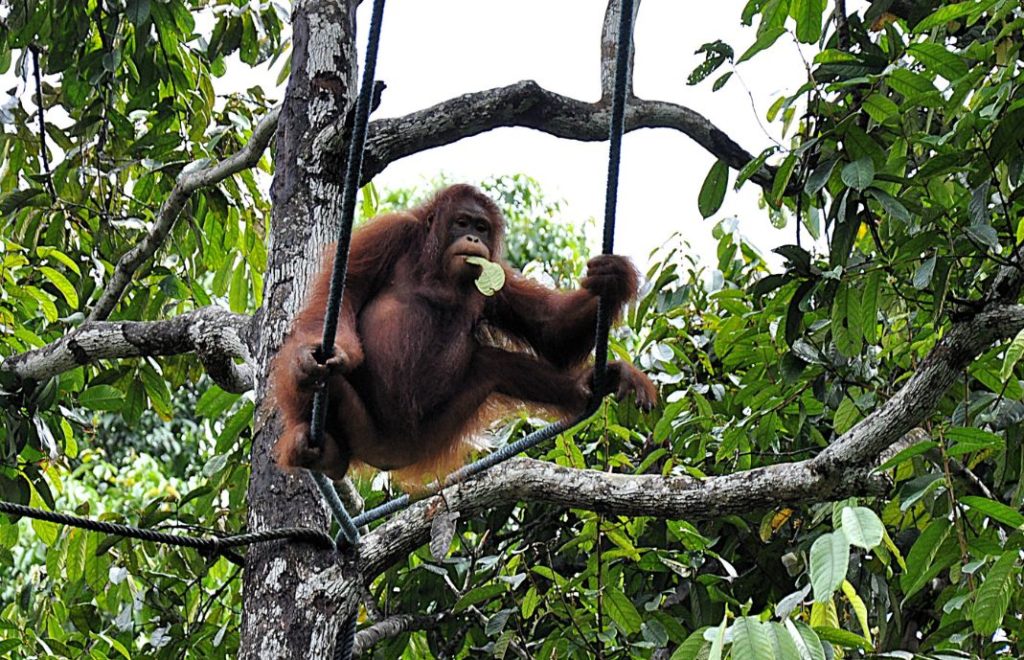 Møt orangutangene på Borneo