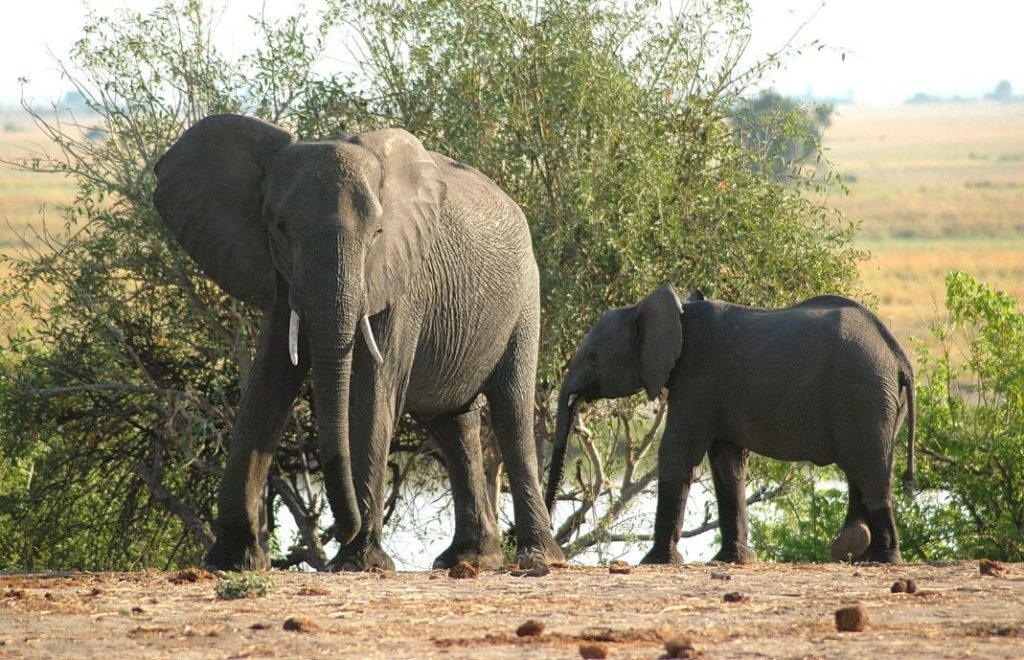 Chobe er hjem til 45 000 elefanter