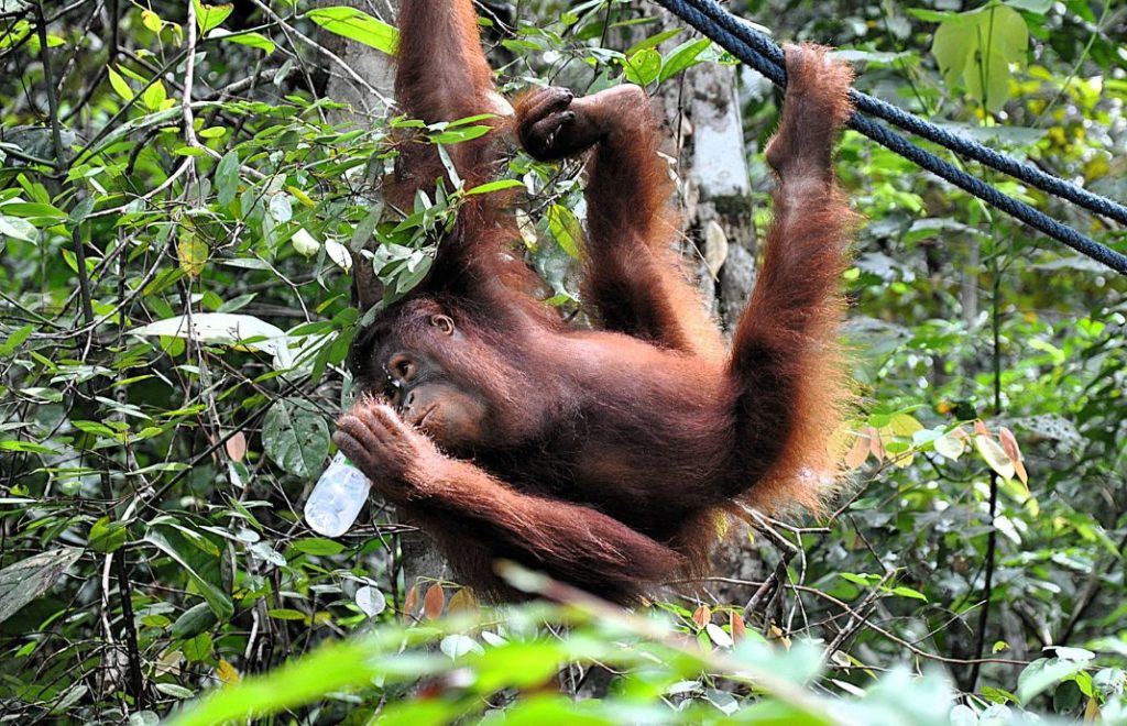 Orangutangene er også kjent som ”jungelmennesket”