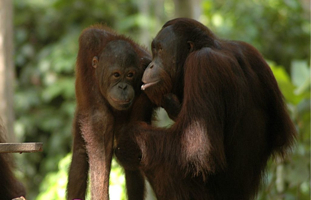Orangutangene er så vakre