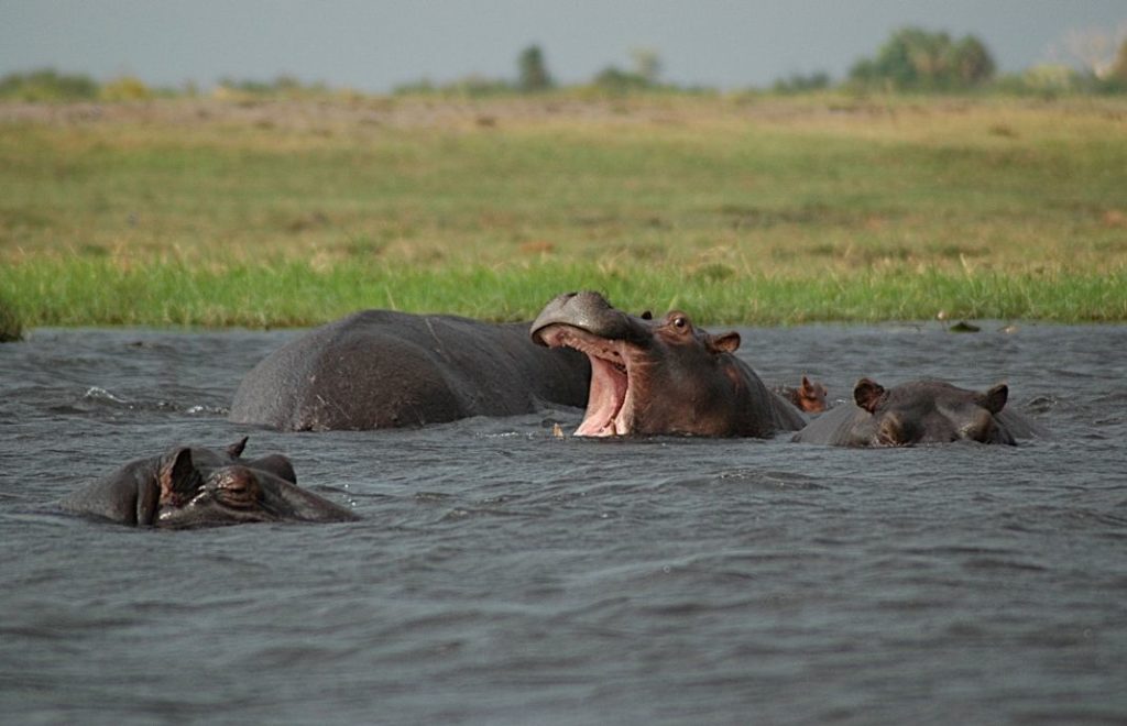 Fottur i Okavango
