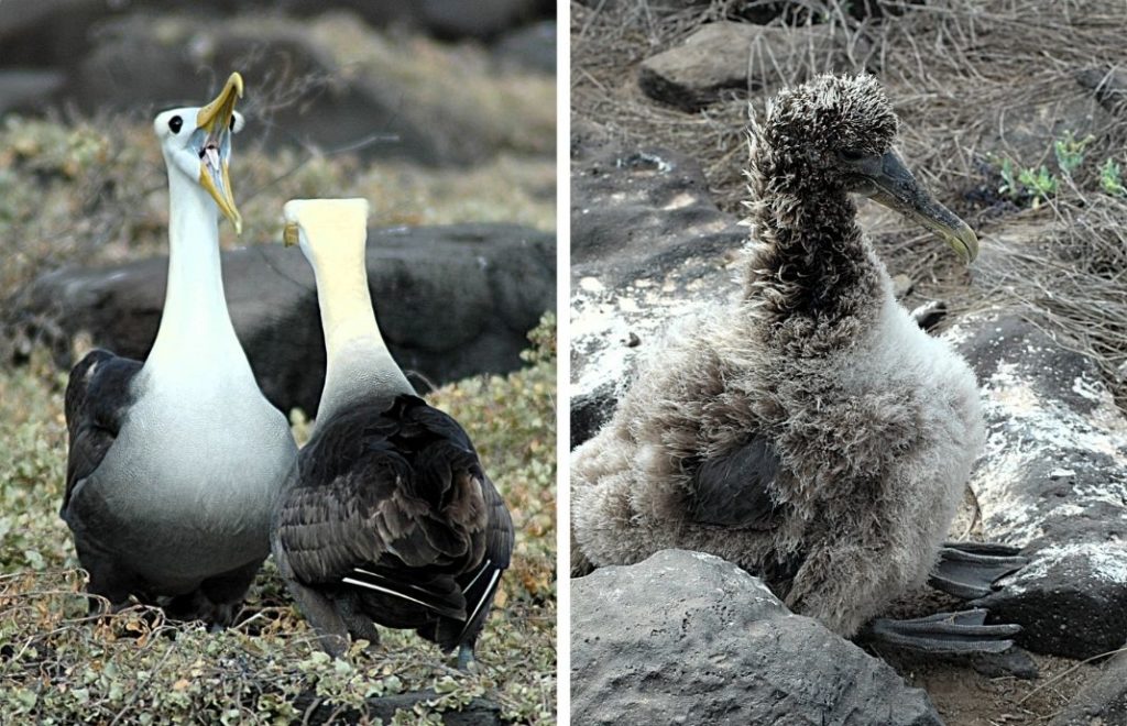 Espanola er også det eneste stedet i verden hvor bølgete albatross hekker