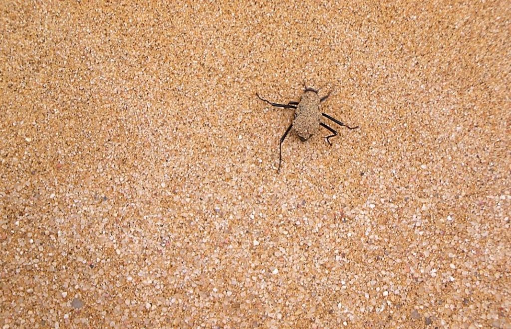 Det er liv i Namib-ørkenen 