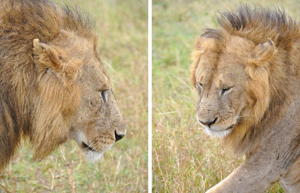 Kongen av Masai Mara