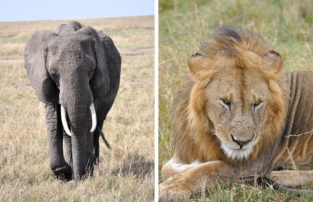 Dette er Afrika – akkurat slik du har forestilt deg