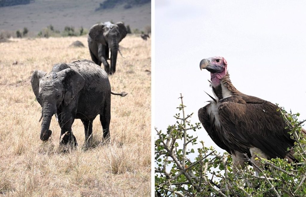 Den store artsrikdommen gjør Masai Mara til en av Afrikas helårsparker