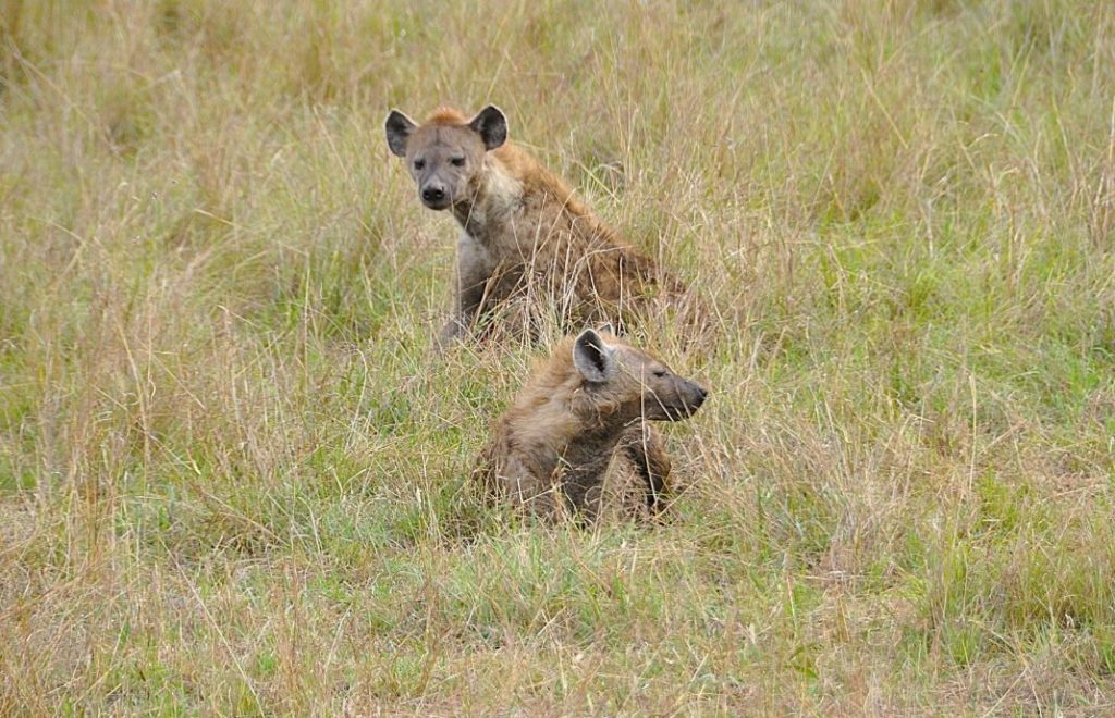 Hyenene boltrer seg en tidlig morgen