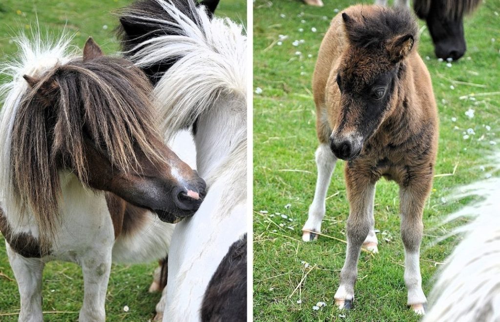 Shetlandsponnien er en varmblodshest