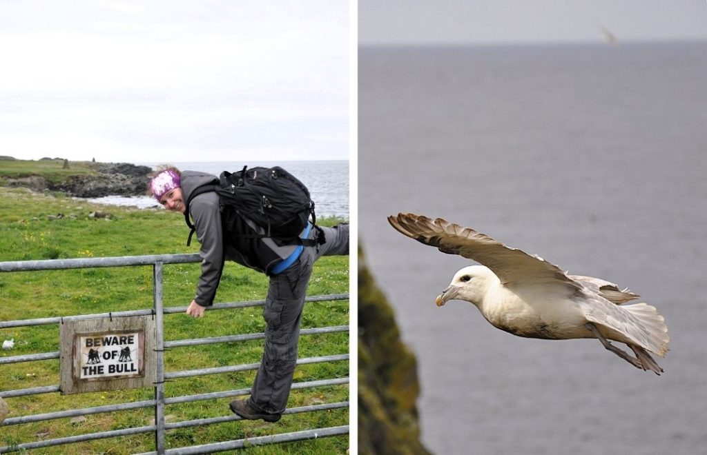 Fra utsiktspunktet Sumburgh Head kan se store flokker med lundefugler