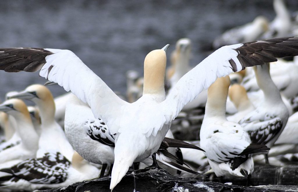 Havsulene hekker i store kolonier