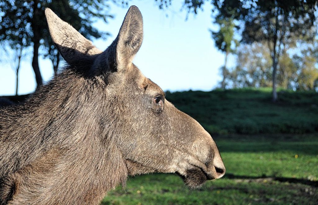 Elgen Ärtan poserer i kveldslyset