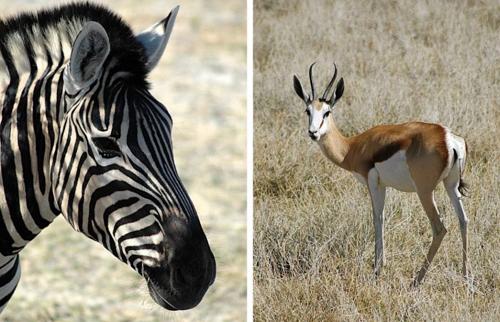 Etosha er Namibias flaggskip når det kommer til nasjonalparker