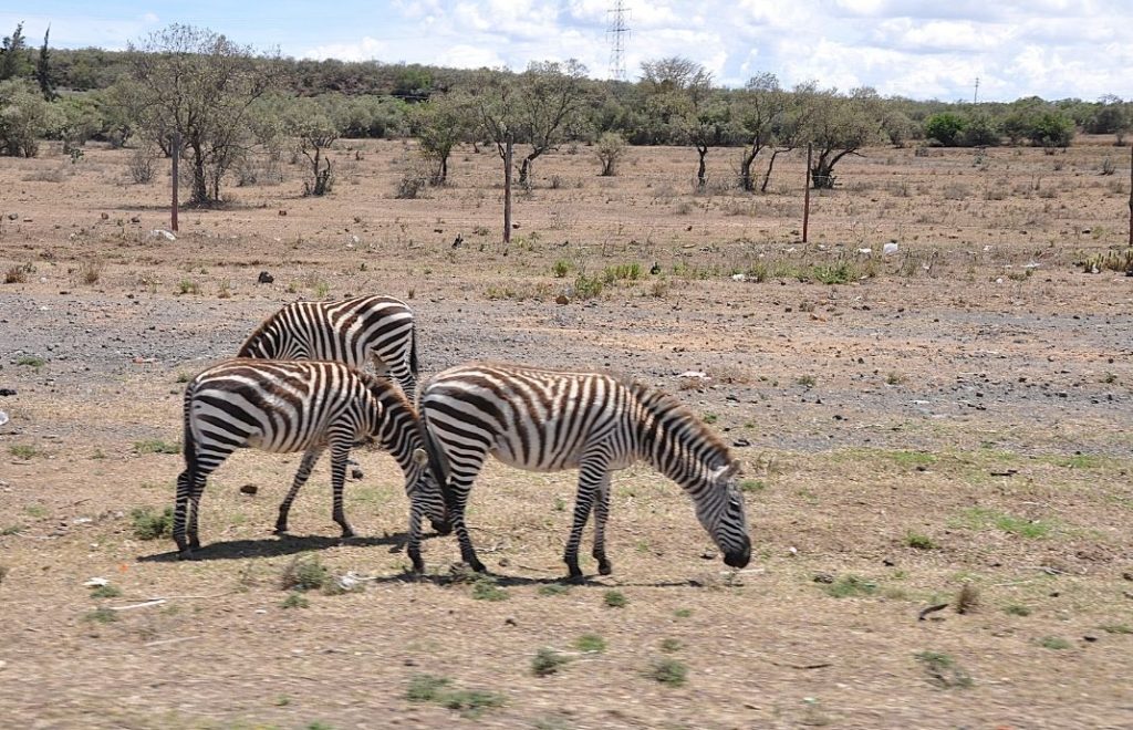 Sebraer i veikanten i Kenya