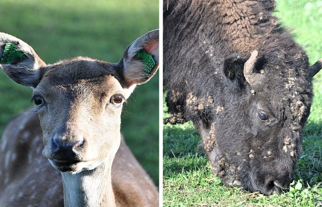 Dådyr og bison på Elghotellet i Sverige