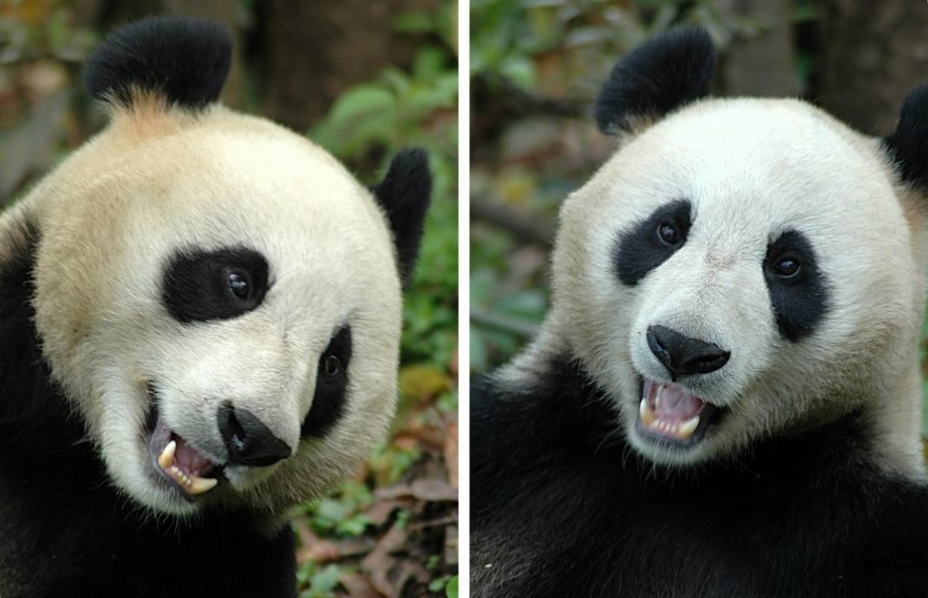 Pandaen bruker mellom 10-16 i døgnet på å spise