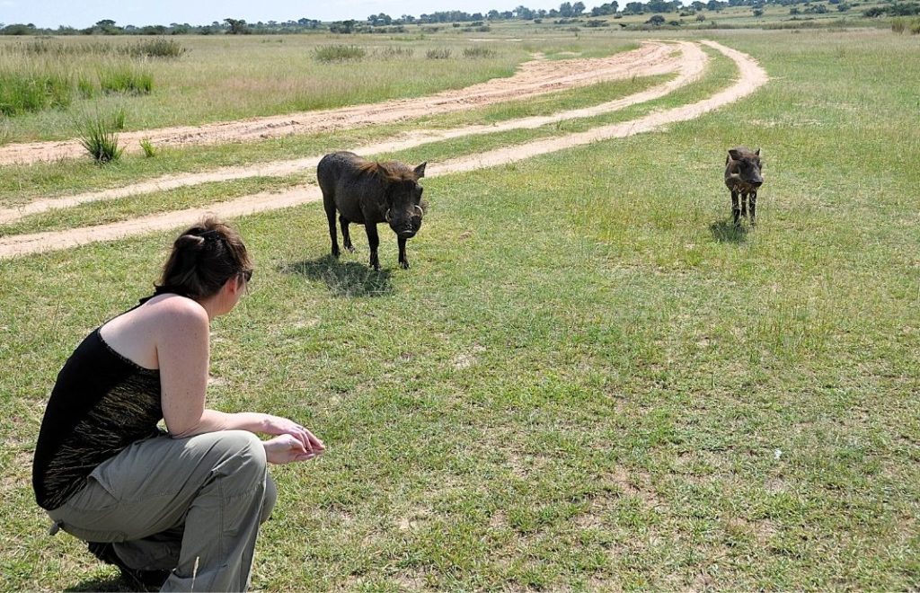 Frokost med Pumba i Murchison Falls