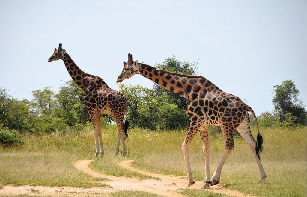 Murchison Falls nasjonalpark er en av få parker i Uganda hvor du kan se sjiraff.