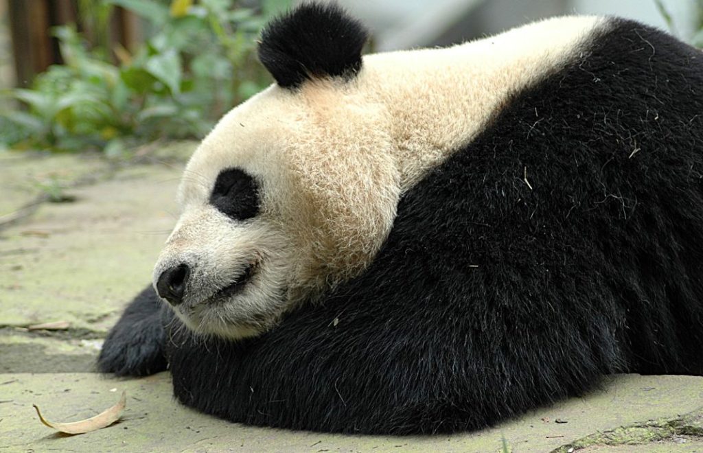 Pandaen lever kun i Kina