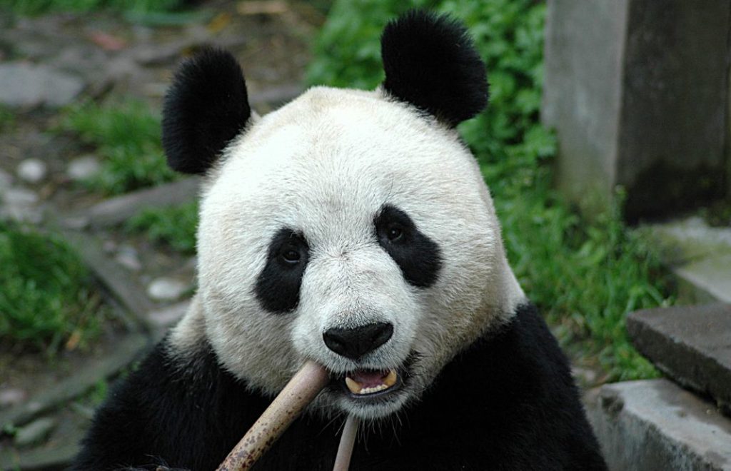 Ching Mei! Ching Mei!