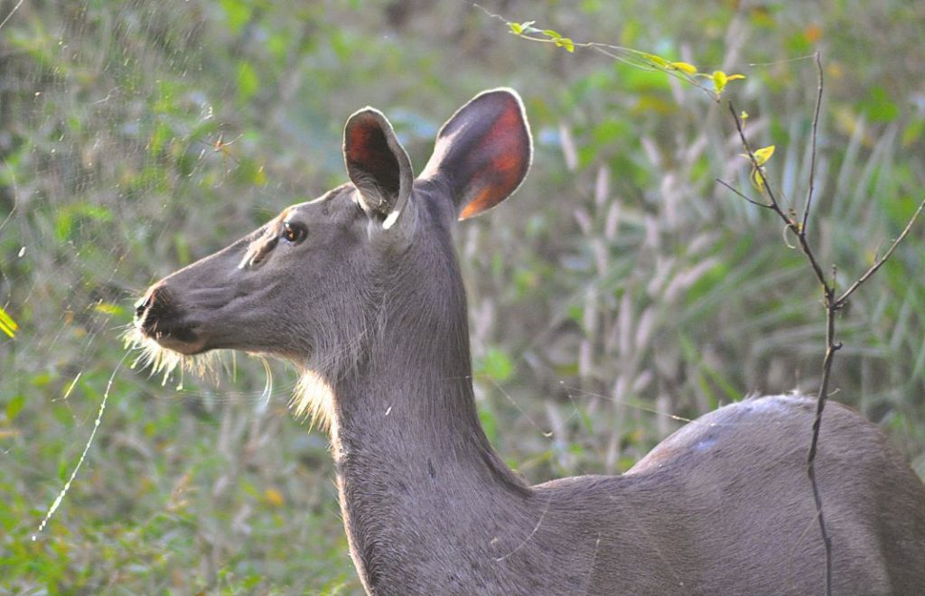 Hjortedyrene gresser rolig i Bandhavgarh nasjonalpark