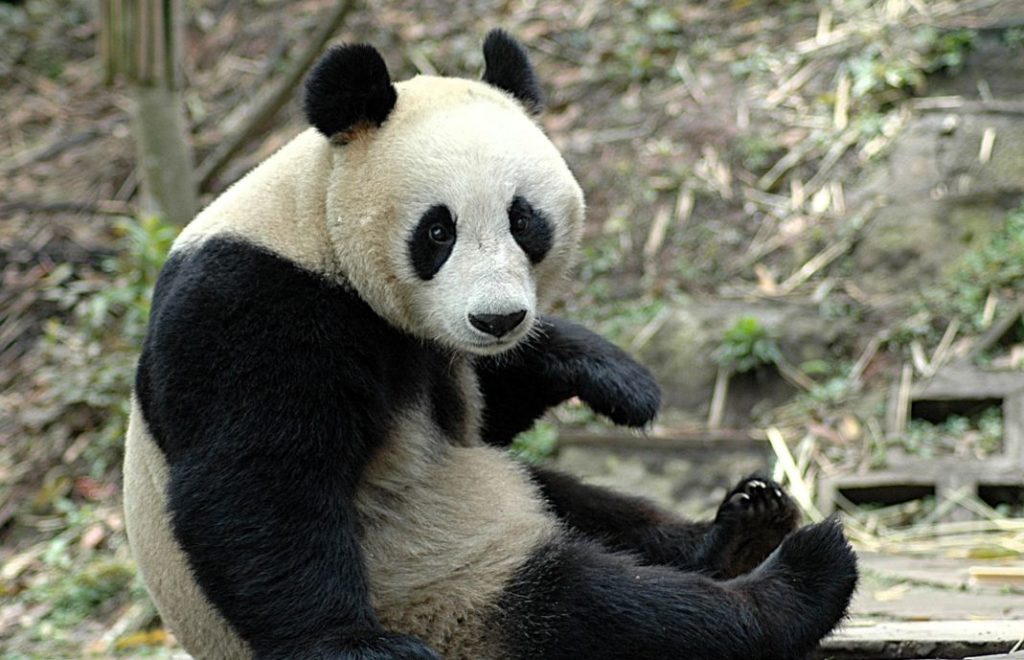 Pandaen sitter og gomler bambus dagen lang