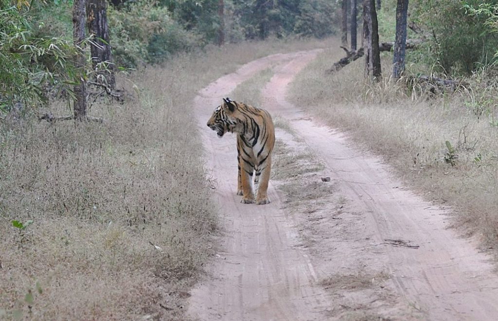 Tigre er magiske skapninger