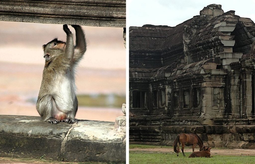 Apekatter er et kjent syn ved Angkor Wat