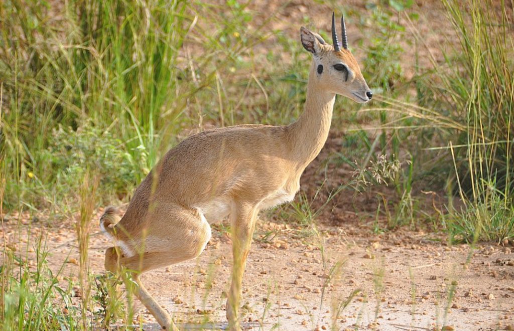 Safari i Uganda er fantastisk