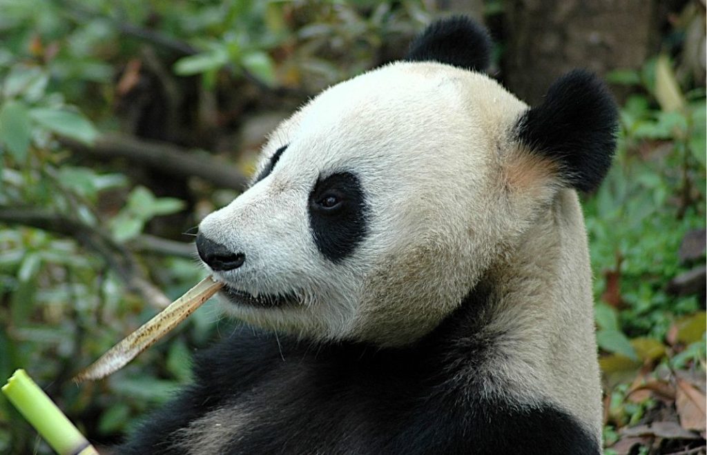 Wolong Panda Center i provinsen Sichuan i Kina
