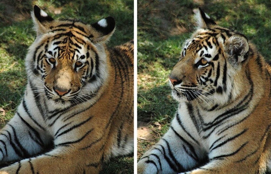 Bengaltiger er den mest kjente tigerarten