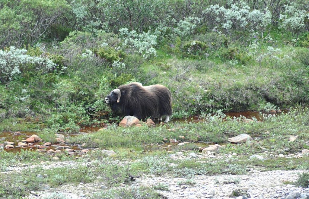 Opplev moskusen på Dovrefjell