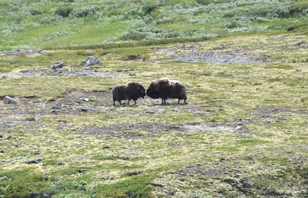 Kongen på Dovre