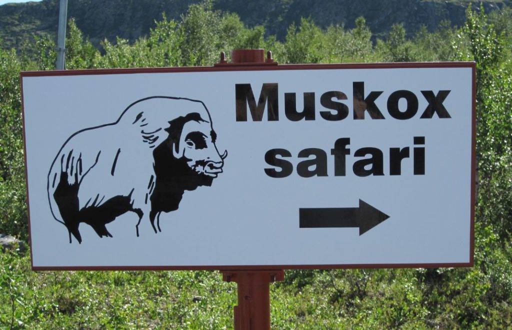 På Dovrefjell lever et forhistorisk dyr: Moskusen