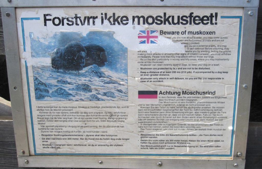 Sett deg derfor inn i Moskusvettreglene før moskussafarien.