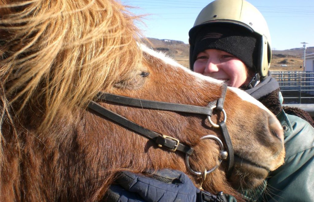 Islandshestene er meget sosiale og kjent for sitt snille lynne.
