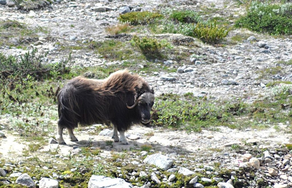 I dag er det 203 moskuser i den norske fjellheimen