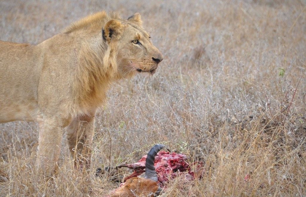 Løven inntar frokosten i Nairobi nasjonalpark