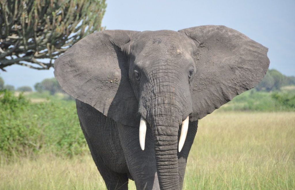 Elefant i Queen Elizabeth nasjonalpark