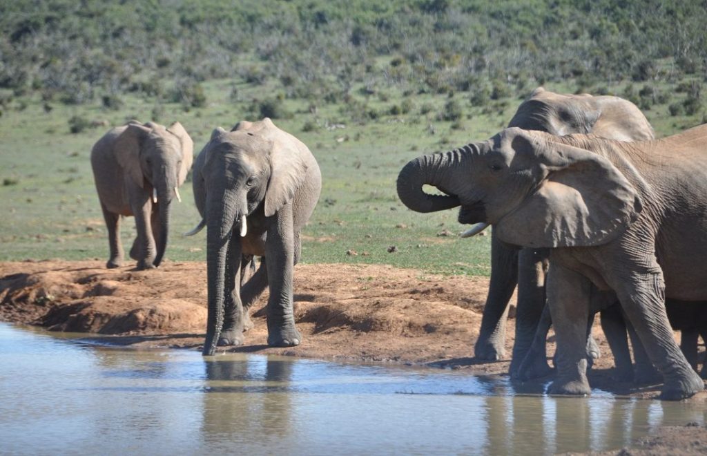 Elefantene koser seg i Addo Elephant nasjonalpark