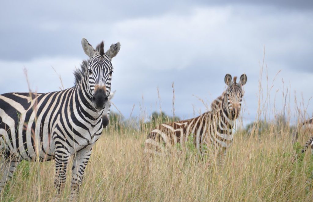 Vakre sebraer i Masai Mara