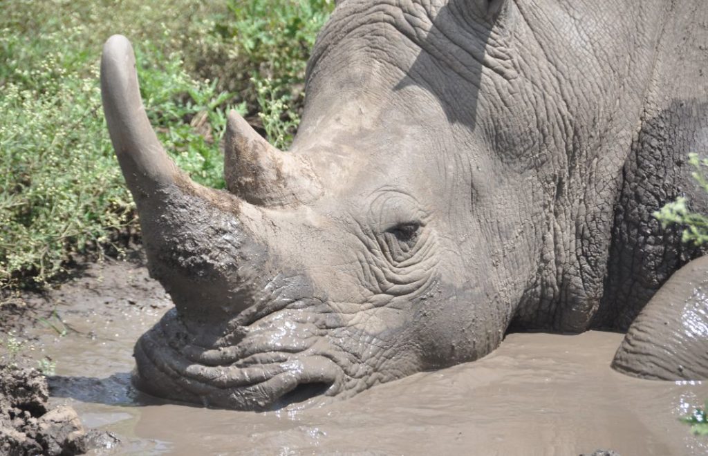 Neshornet slapper av i Nairobi nasjonalpark